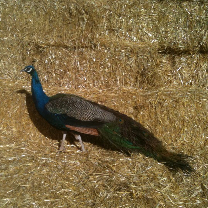 San Marcos Peacock